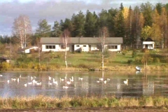 Heinon koti